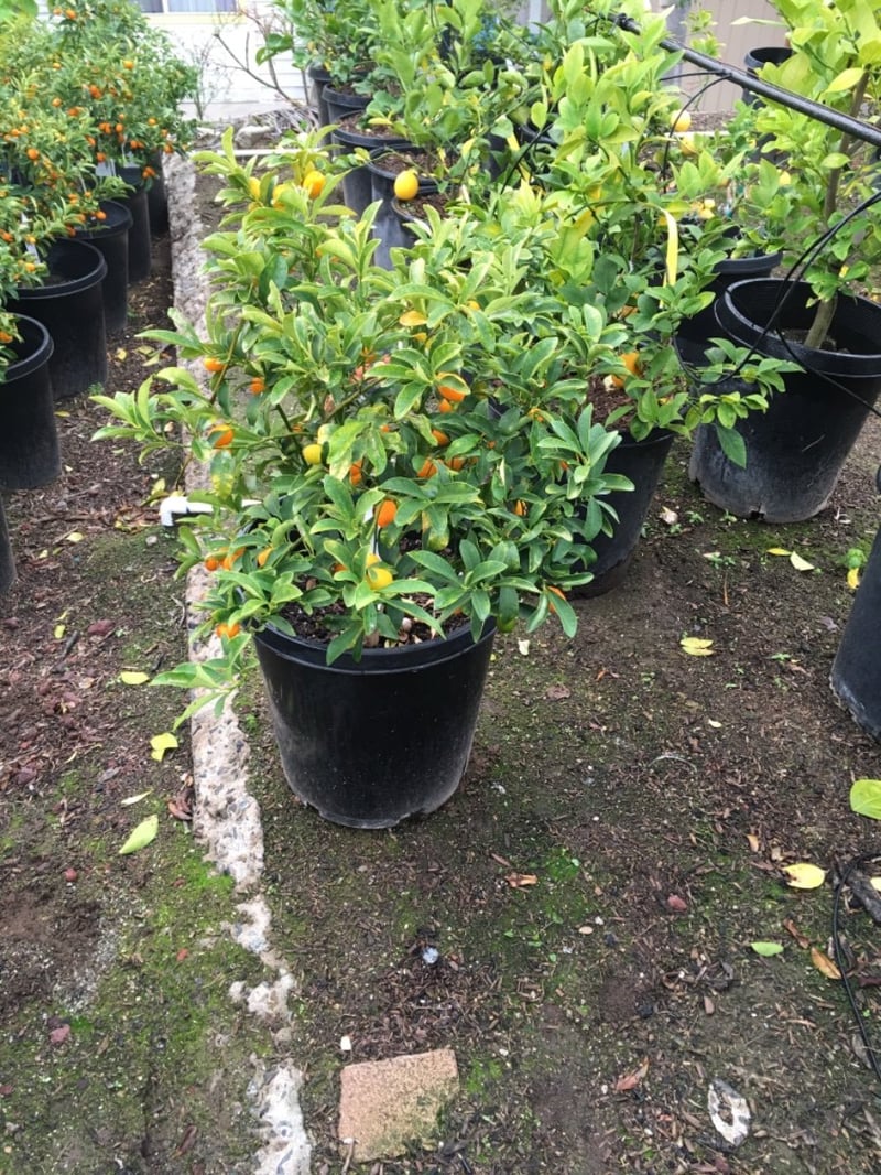 Photo for Fortunella margarita 'Nagami' (Dwarf Nagami Kumquat)