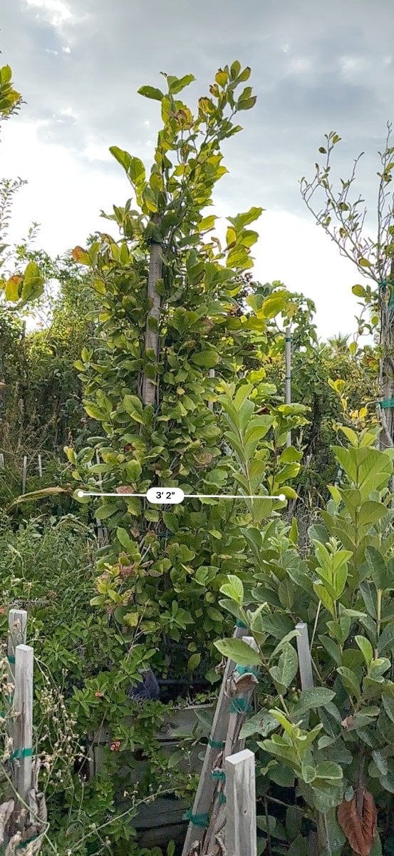 Photo for Magnolia × soulangeana (Saucer Magnolia)
