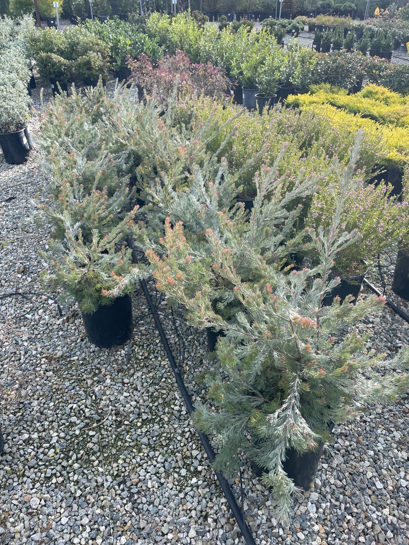 Photo for Adenanthos 'Silver Haze' (Silver haze woollybush)