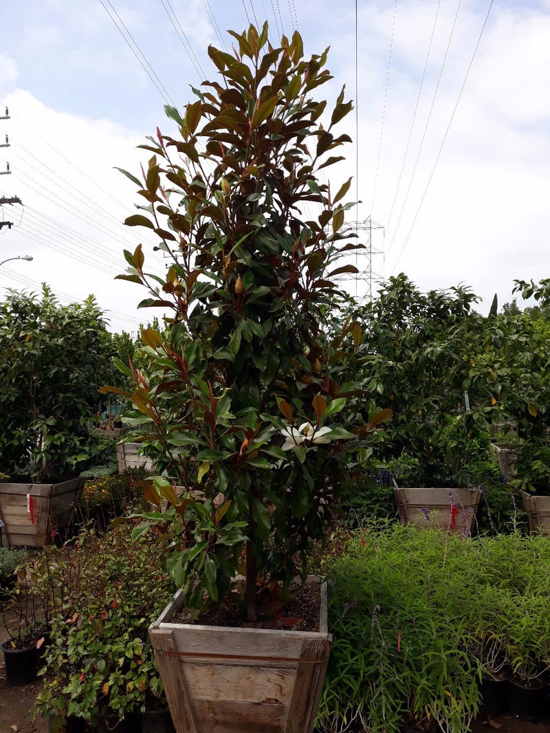 Photo for Magnolia grandiflora 'Little Gem' (Standard) (Little Gem Magnolia)