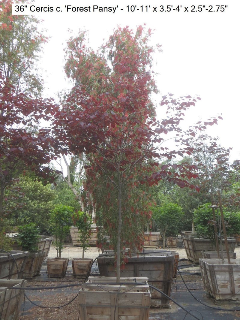 Photo for Cercis canadensis 'Forest Pansy' (Eastern Redbud 'Forest Pansy')