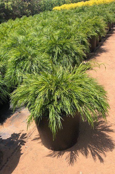 Photo for Acacia cognata 'Cousin Itt' (Little River Wattle)