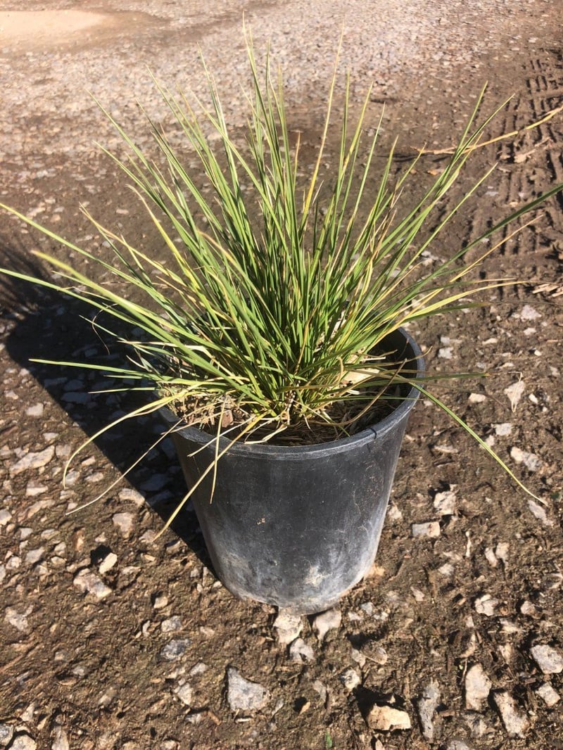Photo for Festuca mairei (Atlas Fescue)