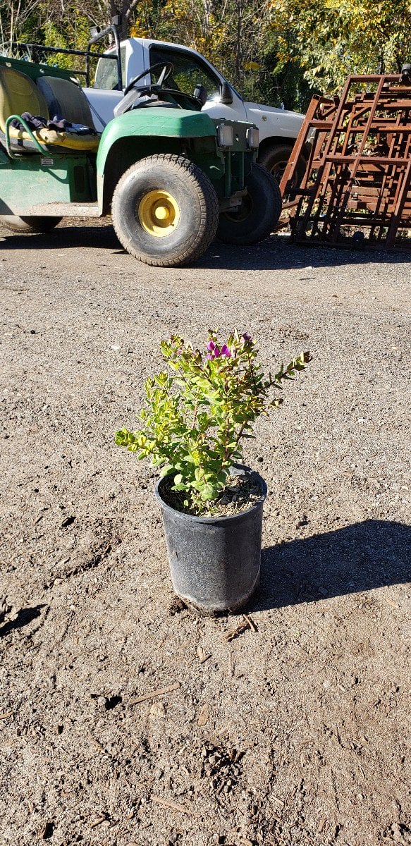 Photo for Polygala fruticosa 'Petite Butterflies' (Petite Butterflies Sweet Pea Shrub)