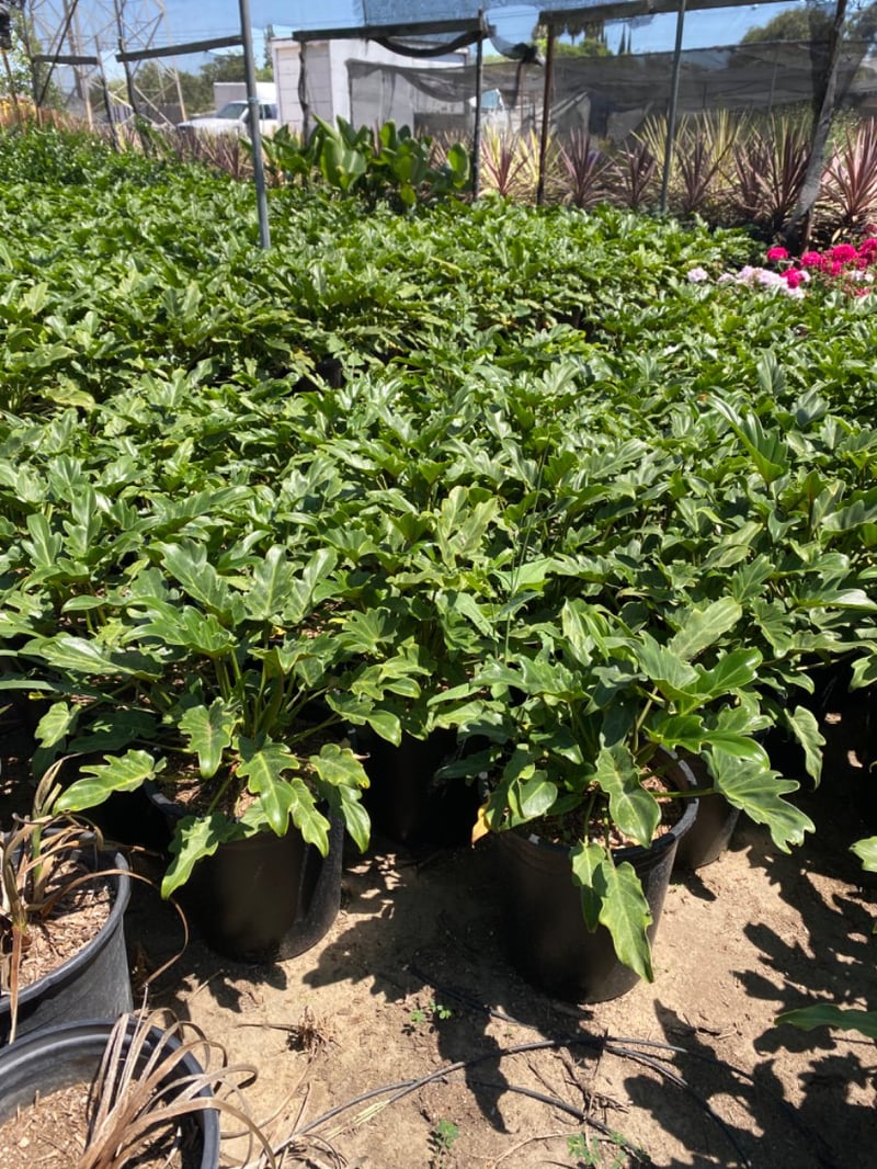 Photo for Philodendron 'Xanadu' (Xanadu Philodendron)