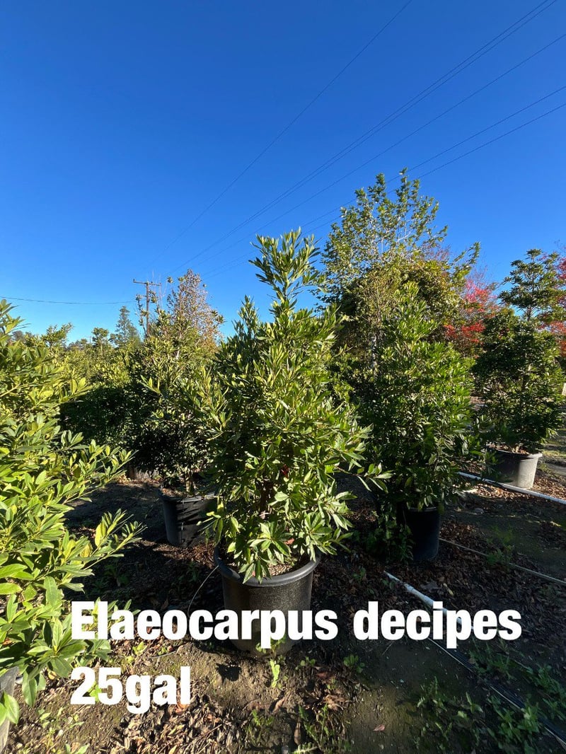 Photo for Elaeocarpus decipiens (Column) (Japanese Blueberry Tree)