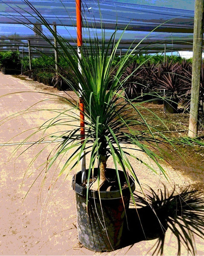 Photo for Beaucarnea recurvata (Ponytail Palm, Bottle Palm)