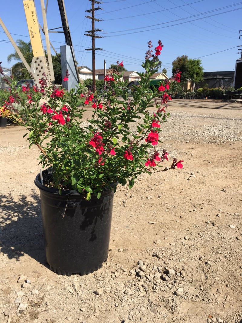 Photo for Salvia greggii 'Furman's Red' (Furman's Red Autumn Sage)