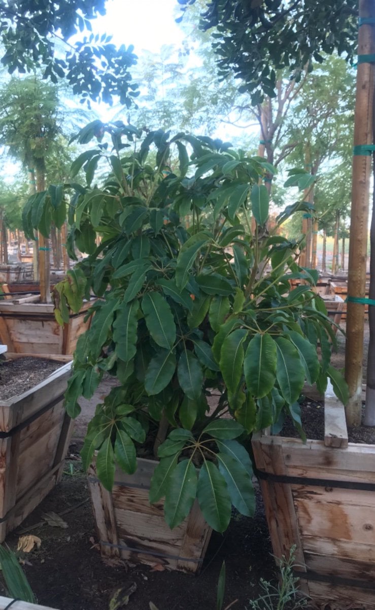 Photo for Schefflera pueckleri (Multi) (Tupidanthus)