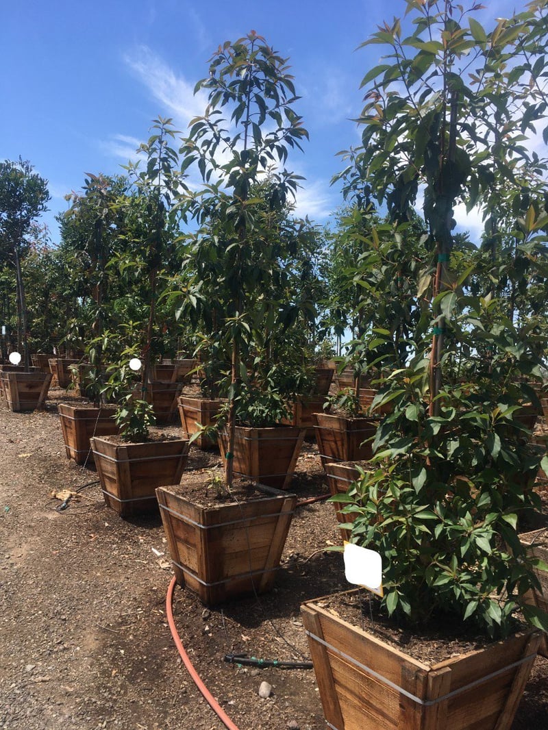 Photo for Lophostemon confertus (Tristania conferta) (Standard) (Brisbane Box)