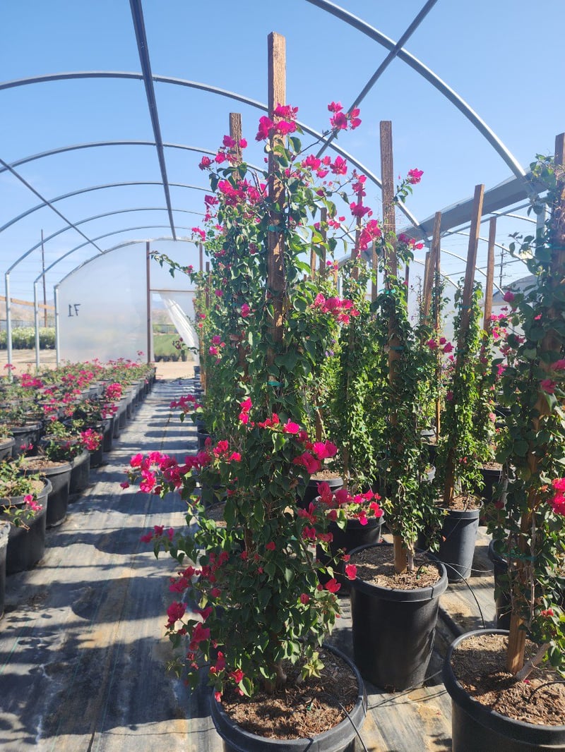 Photo for Bougainvillea 'San Diego Red' (Staked)  (San Diego Red Bougainvillea)