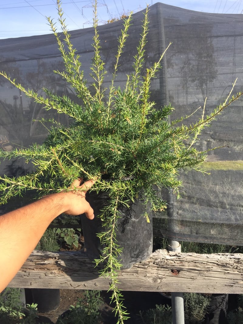 Photo for Grevillea 'Noelii' (Noelii Grevillea)