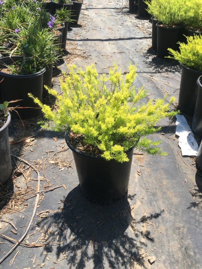 Photo for Coleonema pulchrum 'Sunset Gold' (Sunset Gold Breath of Heaven, Diosma)