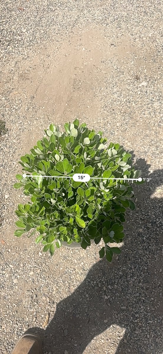 Photo for Pittosporum crassifolium 'Compactum' (Dwarf Karo)