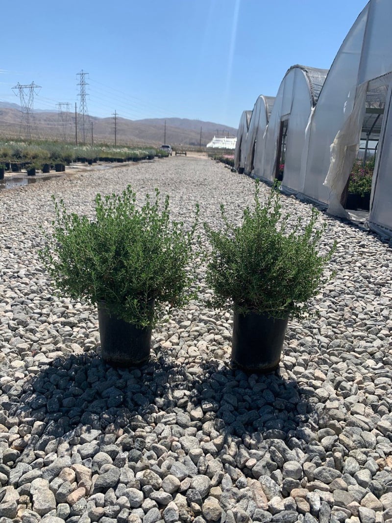 Photo for Leucophyllum langmaniae 'Rio Bravo' (Rio Bravo Texas Ranger)