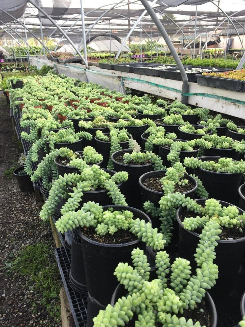 Photo for Sedum morganianum (Donkey's Tail)