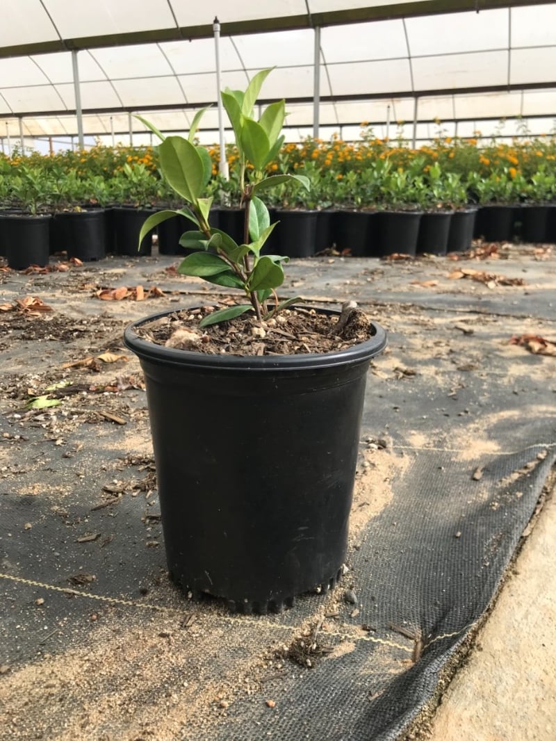 Photo for Trachelospermum jasminoides (Star Jasmine)