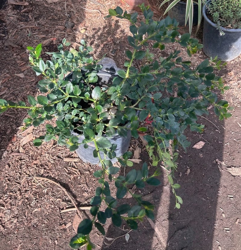 Photo for Carissa macrocarpa ‘Green Carpet’ (Green Carpet Natal Plum)