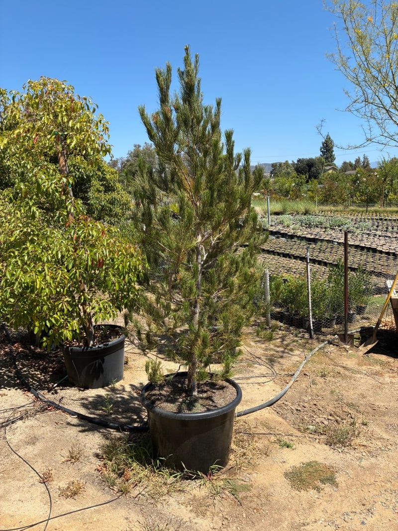 Photo for Pinus eldarica (Afghan Pine)