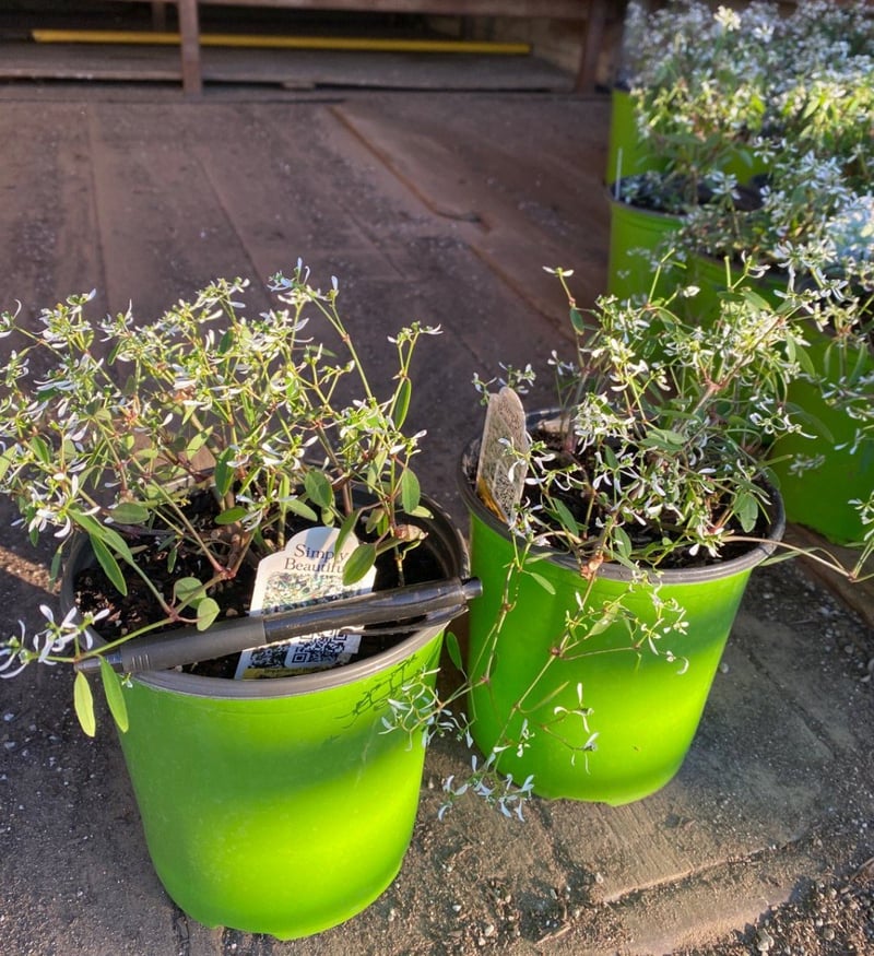 Photo for Euphorbia 'Diamond Frost' (Diamond Frost Spurge)