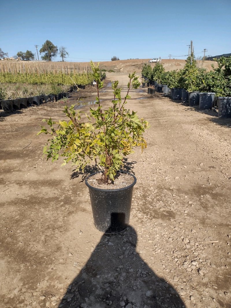 Photo for Tecoma x alata 'Orange Jubilee' (Orange Jubilee)