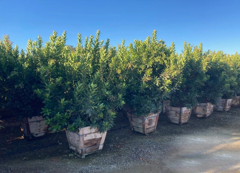 Photo for Arbutus 'Marina' (Multi) (Marina Strawberry Tree)