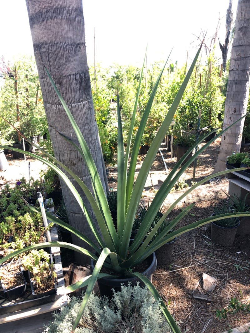 Photo for Furcraea macdougallii (MacDougall's Furcraea)