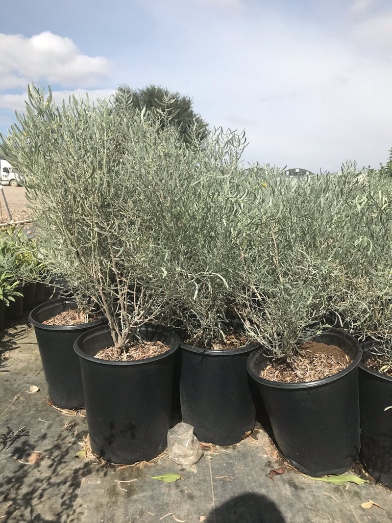 Photo for Cassia nemophila (Senna nemophila) (Desert Cassia)