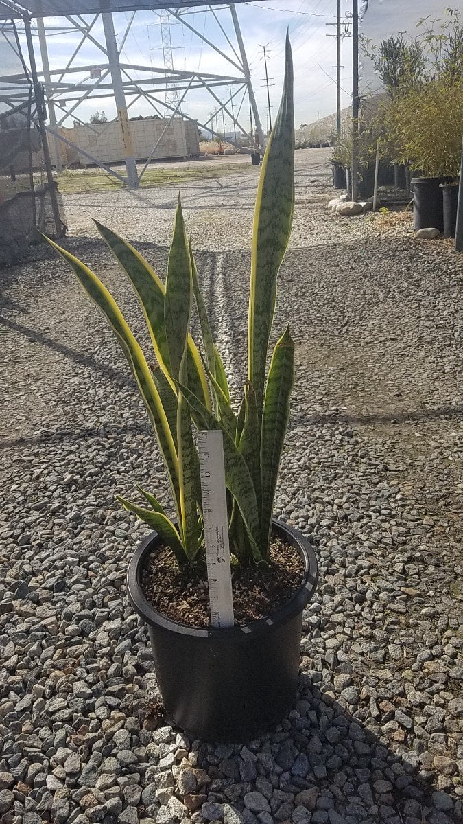 Photo for Sansevieria trifasciata 'Variegata' (Variegated Snake Plant)