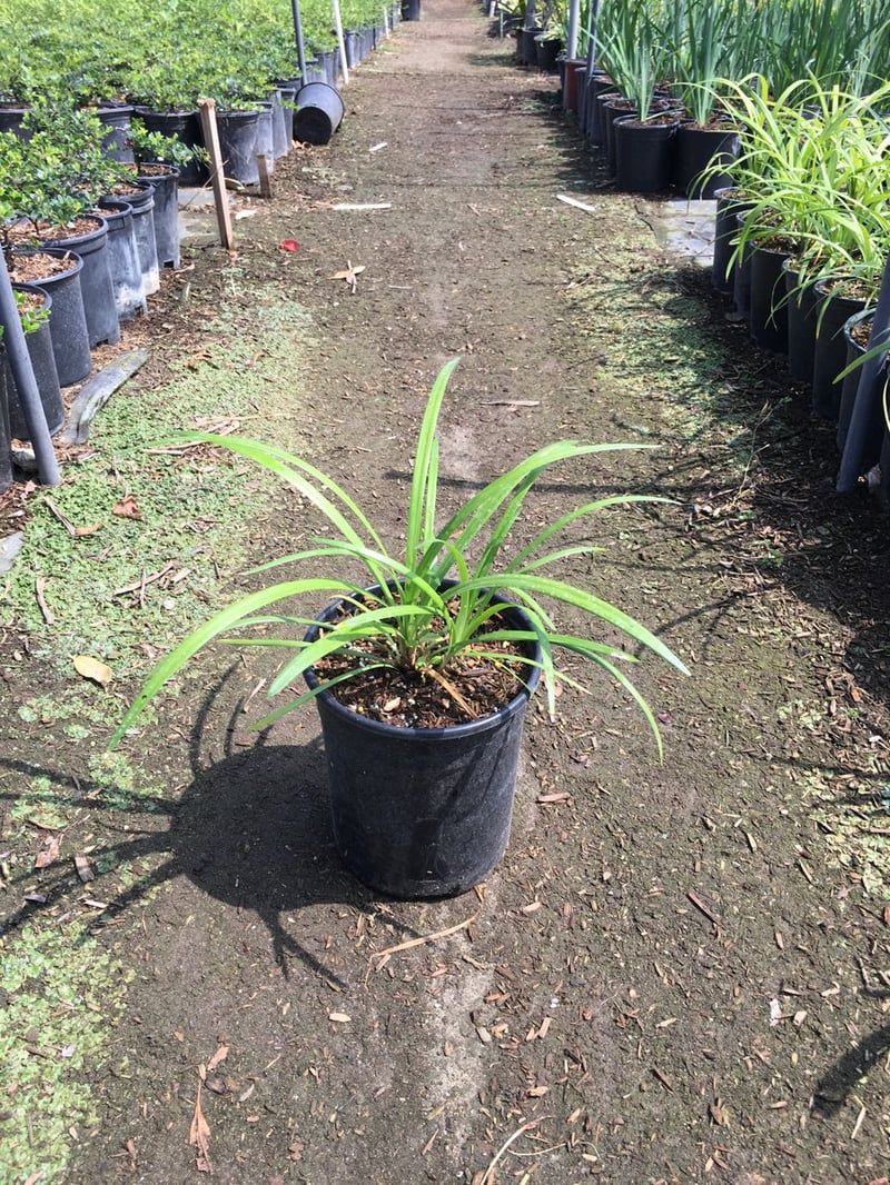 Photo for Liriope muscari (Lily Turf)