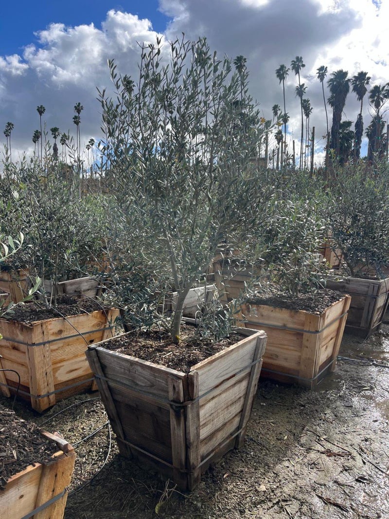 Photo for Olea europaea (Multi (European Olive Tree)