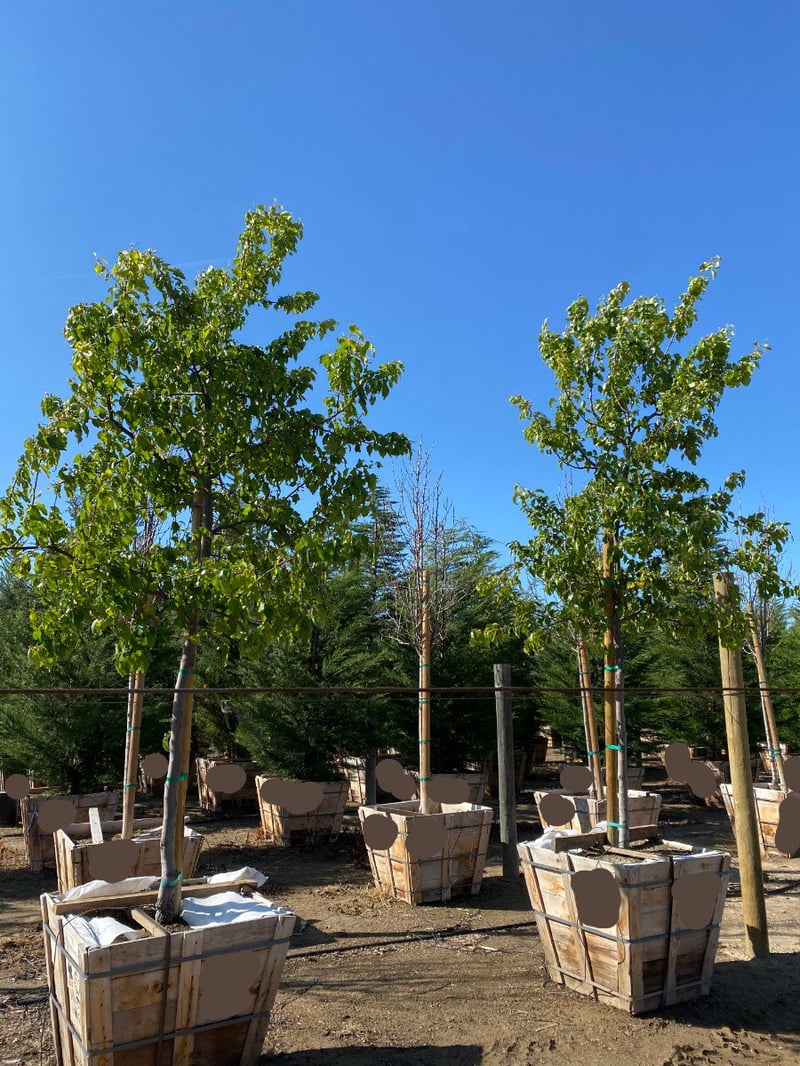 Photo for Pyrus kawakamii (Standard) (Evergreen Pear)