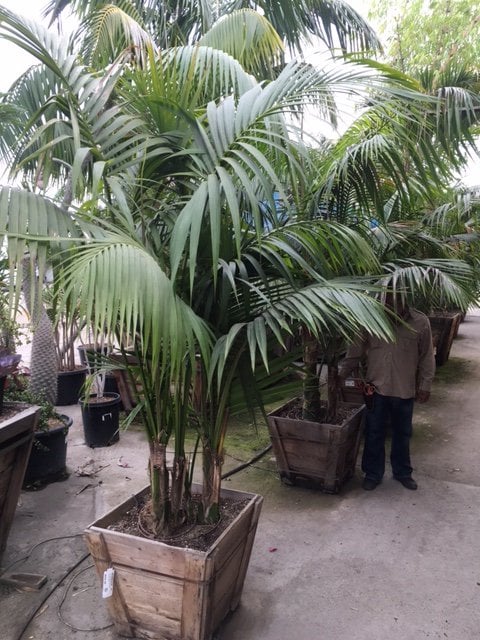 Photo for Howea forsteriana (Multi) (Kentia Palm)