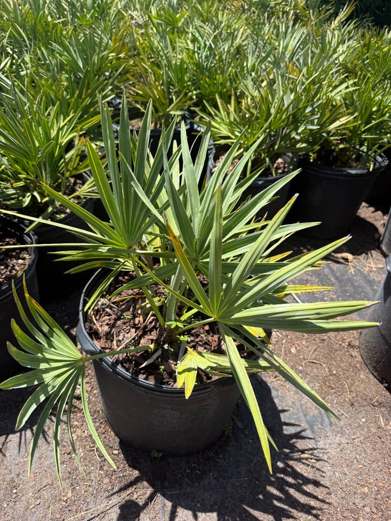 Photo for Serenoa repens 'Cinerea' (Silver Saw Palmetto)