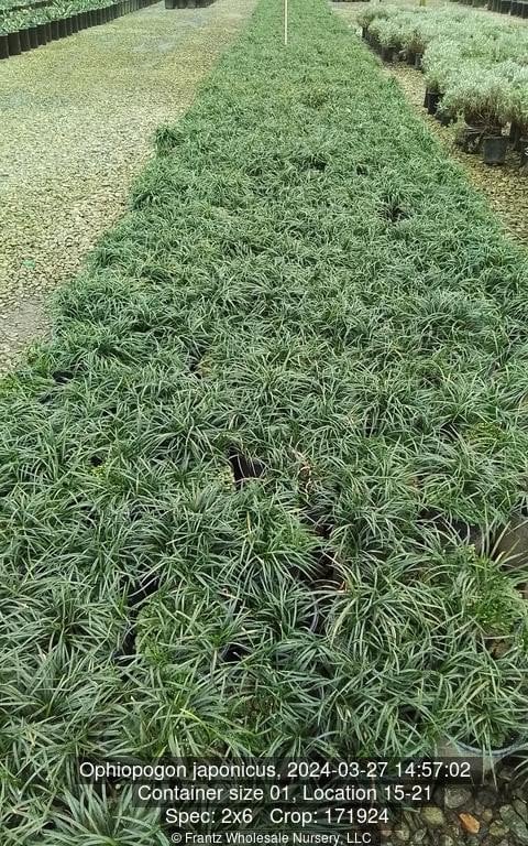 Photo for Ophiopogon japonicus (Mondo Grass)