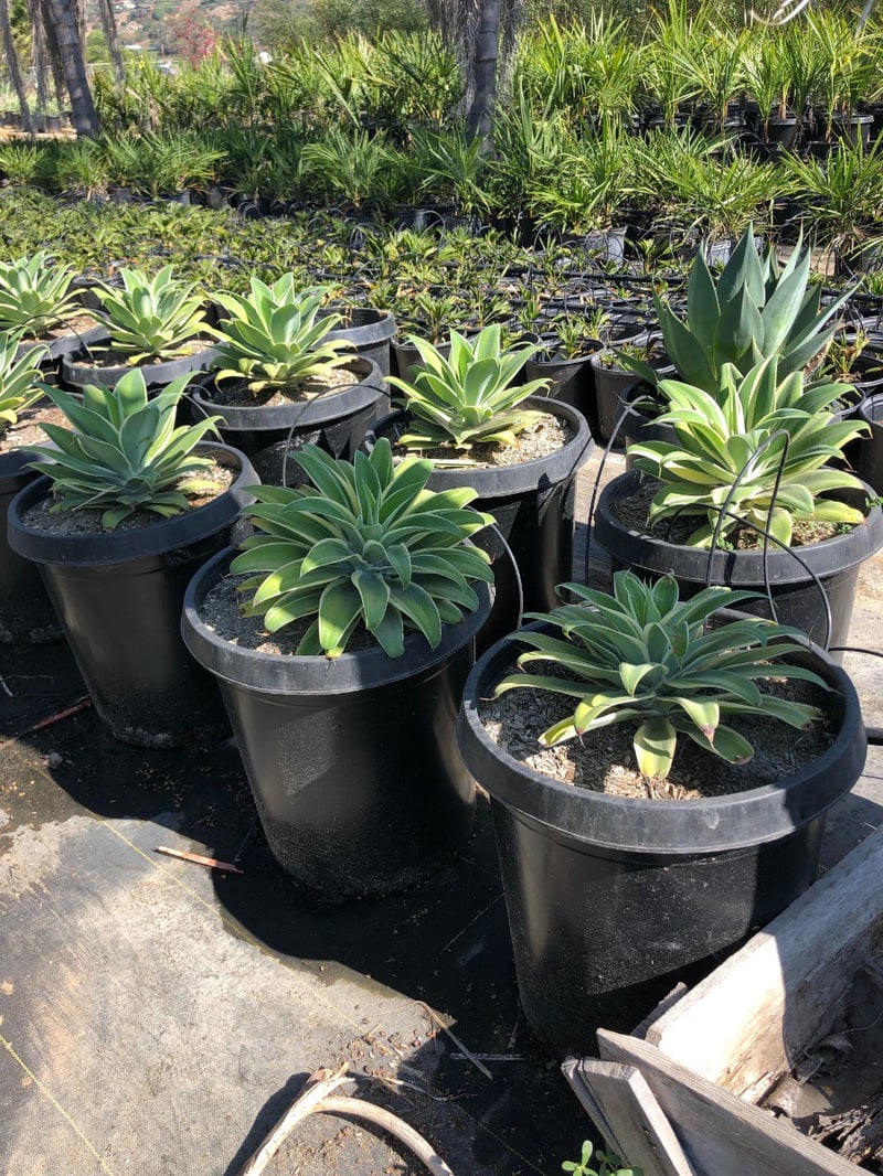 Photo for Agave attenuata 'Ray of Light' (Ray of Light Fox Tail Agave)