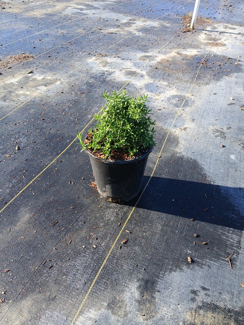 Photo for Rosmarinus officinalis 'Prostratus' (Trailing Rosemary)