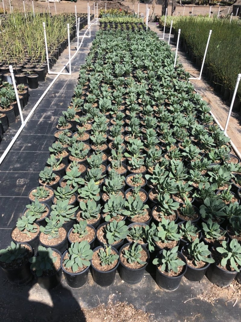 Photo for Cistanthe grandiflora (Rock Purslane)