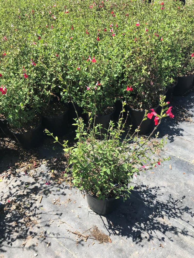 Photo for Salvia microphylla (Cherry Sage)