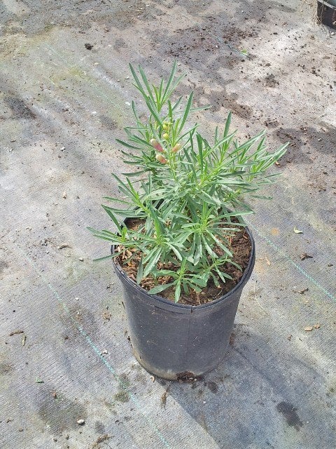 Photo for Penstemon heterophyllus 'Margarita BOP' (Margarita BOP Beardtongue)