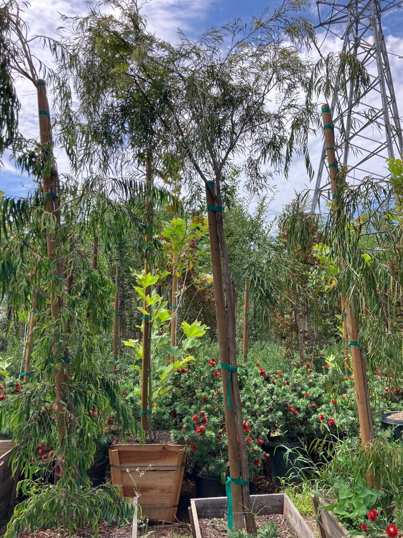 Photo for Agonis flexuosa (Peppermint Tree)