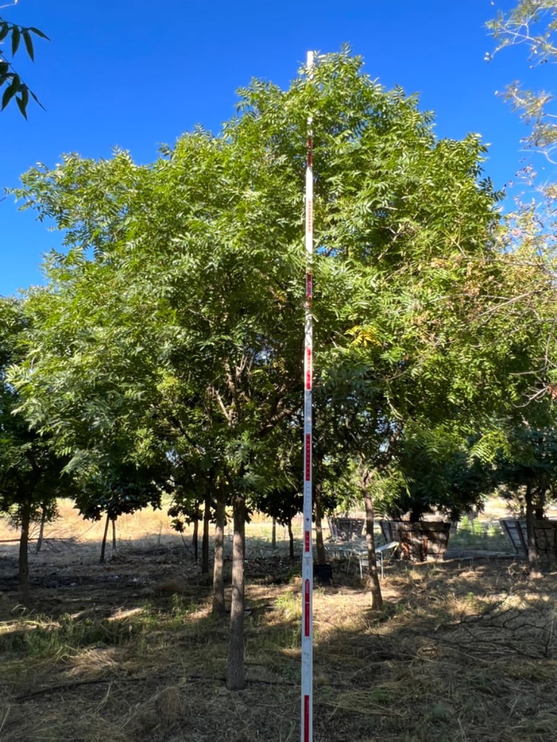 Photo for Pistacia chinensis (Standard) (Chinese Pistache)