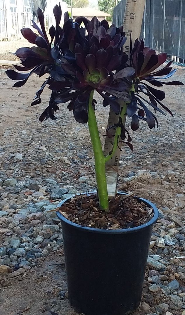 Photo for Aeonium arboreum 'Atropurpureum' (Purple Aeonium)