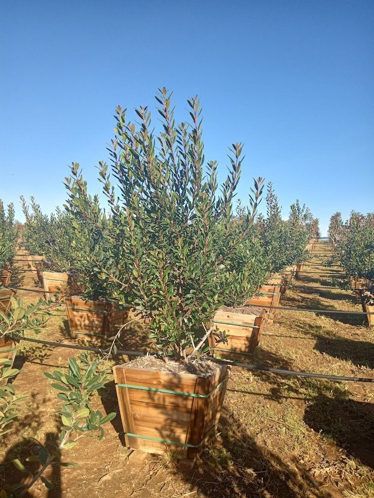 Photo for Heteromeles arbutifolia (Toyon)
