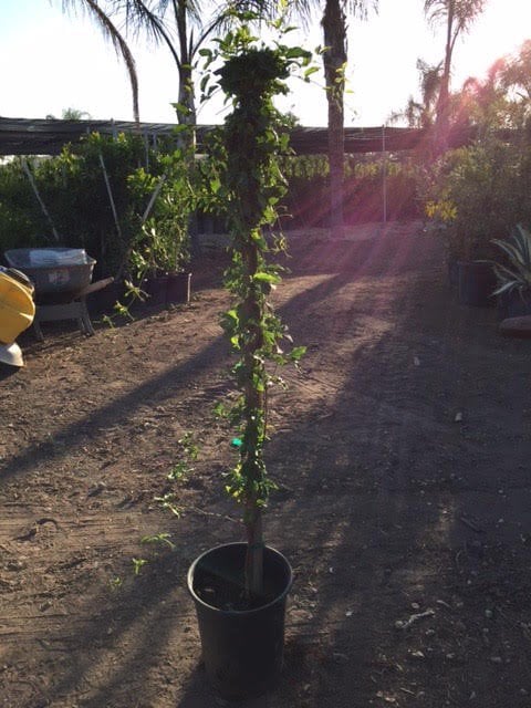 Photo for Distictis 'Rivers' (Royal Trumpet Vine)