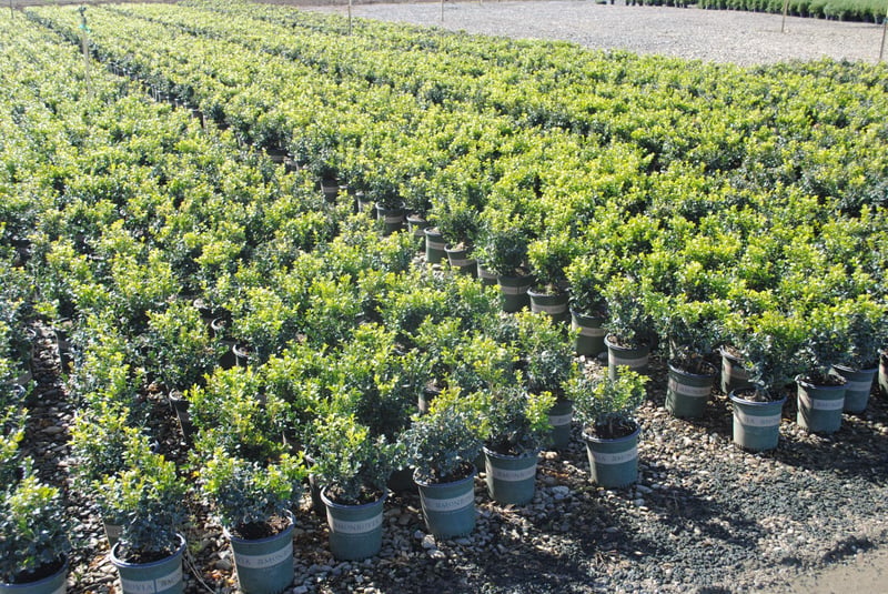 Photo for Buxus microphylla japonica 'Winter Gem' (Winter Gem Boxwood)