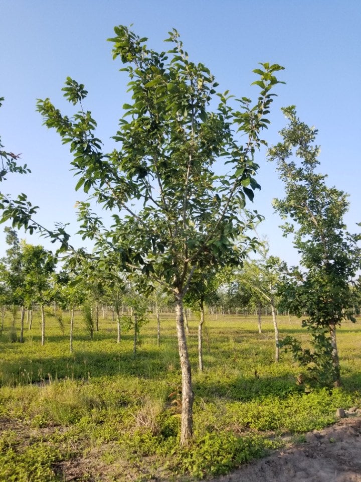 Photo for Quercus polymorpha (Monterrey Oak)