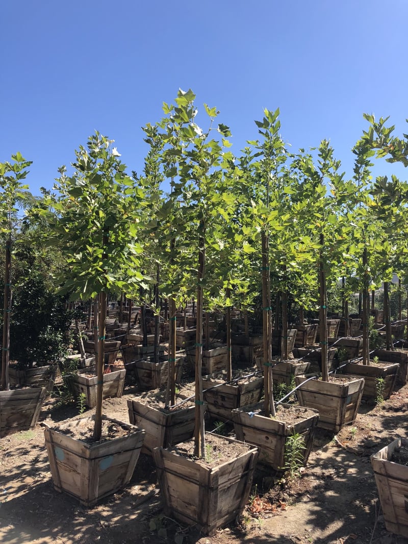 Photo for Platanus racemosa (Standard) (California Sycamore)