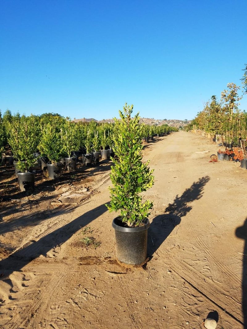 Photo for Prunus caroliniana 'Compacta' (Compact Carolina Cherry Laurel)
