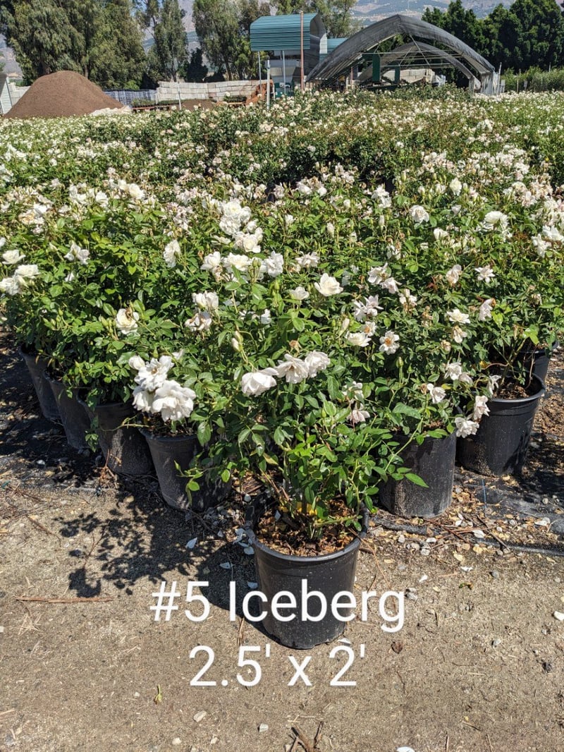 Photo for Rosa floribunda 'Iceberg' (Iceberg Rose )